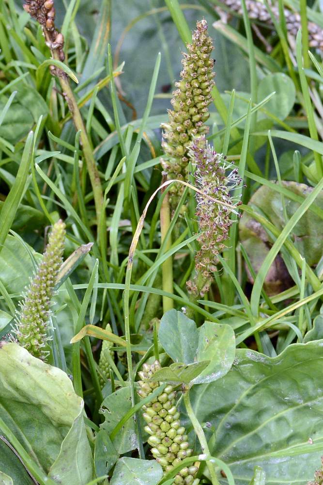 Plantago major / Piantaggine maggiore